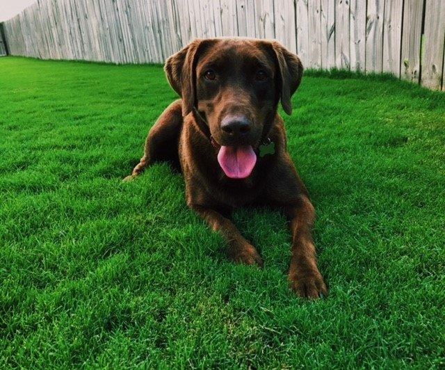 Dog enjoying a healthy lawn