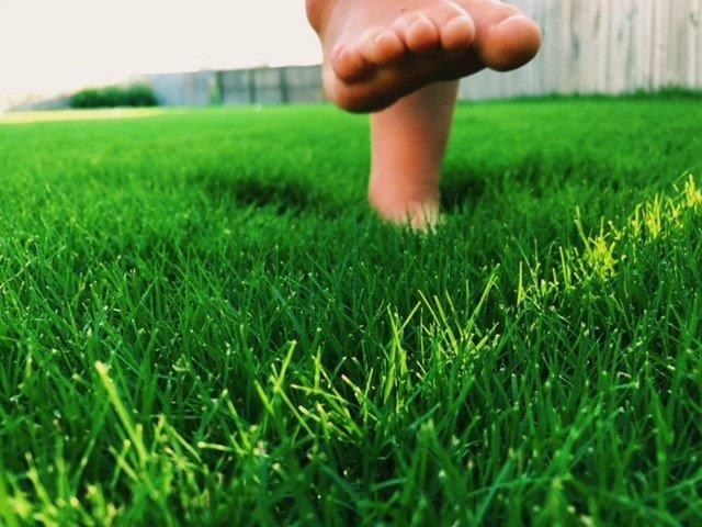 Healthy turf underfoot